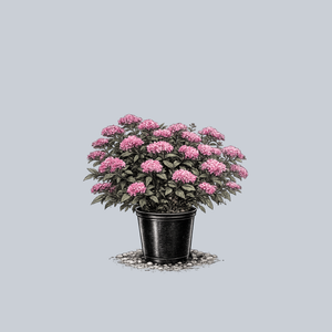 Poprocks Petite Spirea
