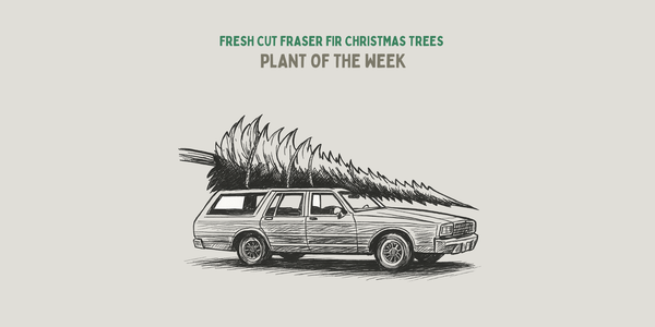Illustration of a car with Christmas trees on a light gray background