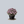 Load image into Gallery viewer, Poukhanense Compact Azalea
