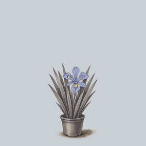Powder Blue Giant Crested Iris