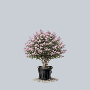 Powhatan Crape Myrtle