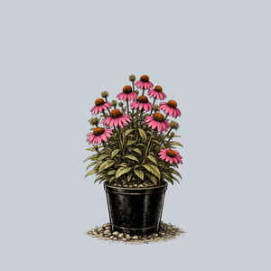 PowWow Wild Berry Coneflower