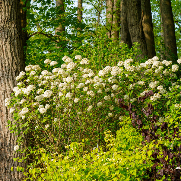 Prague Viburnum - Viburnum - Shrubs