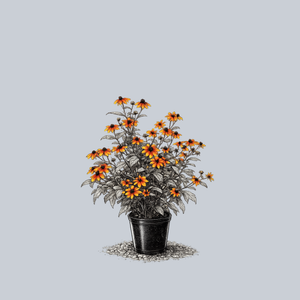 Prairie Glow Brown-Eyed Susan