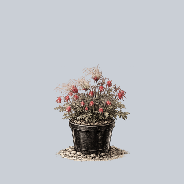 Prairie Smoke