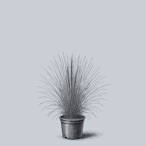 Prairie Blues Little Bluestem