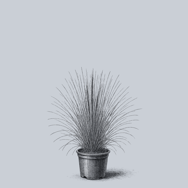 Prairie Blues Little Bluestem