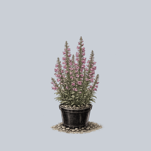 Prairie Dusk Beardtongue