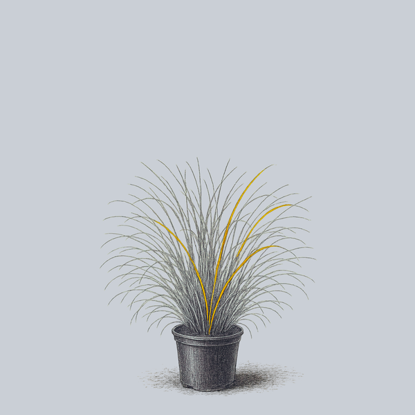 Prairie Fire Sedge