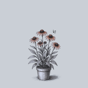 Prairie Pillars Flame Thrower Coneflower