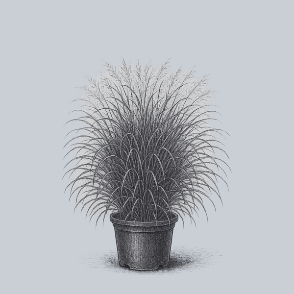 Prairie Sky Switchgrass