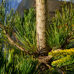 Prairie Statesman Swiss Stone Pine - Pine - Conifers