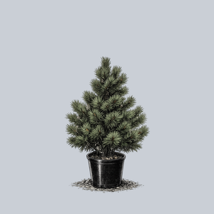 Prairie Statesman Swiss Stone Pine