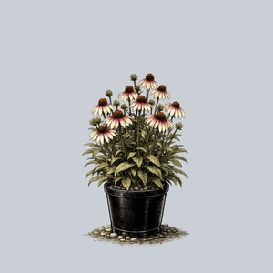 Pretty Parasols Coneflower
