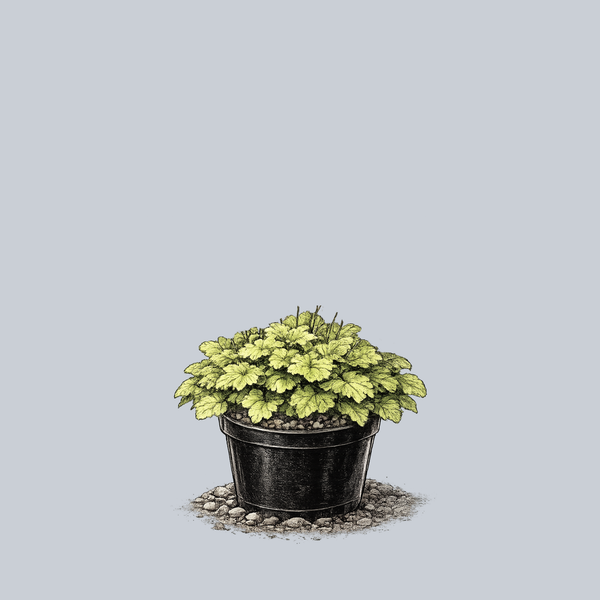 Pretty Pistachio Coral Bells