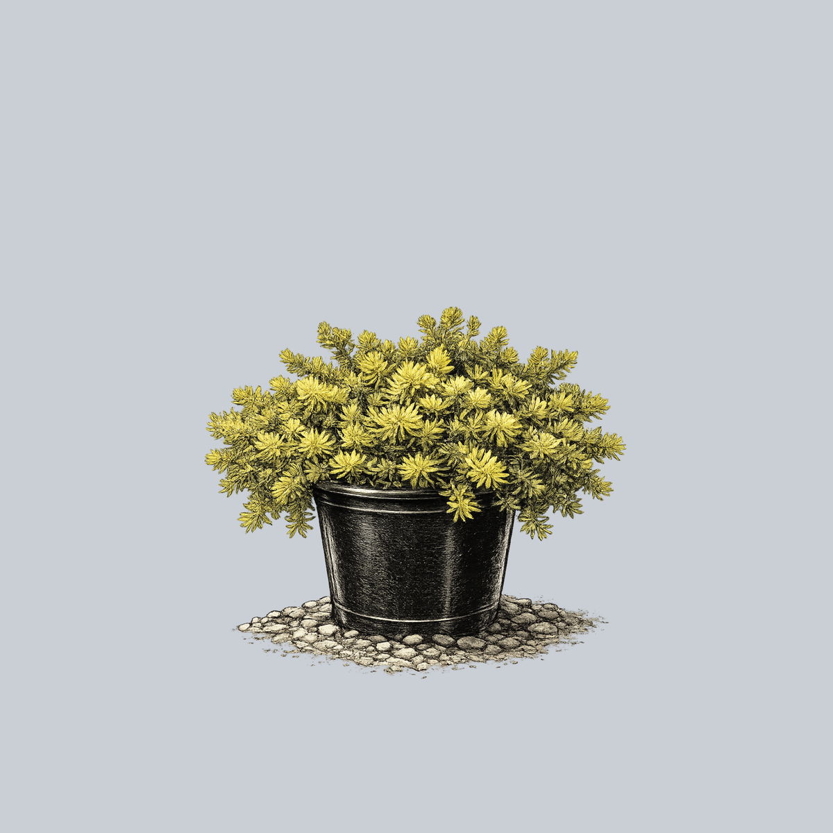 Prima Angelina Stonecrop – Plant Detectives