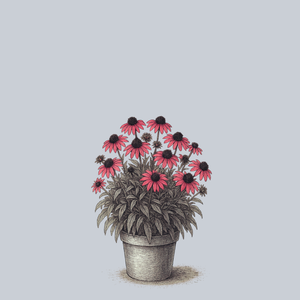 PRIMA Berry Coneflower