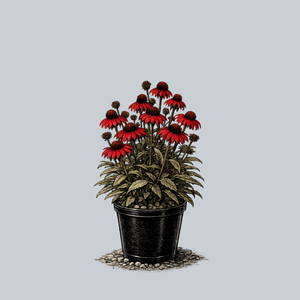 Prima Ruby Coneflower