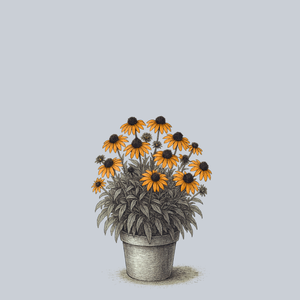 PRIMA Saffron Coneflower