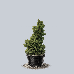 Primo Arborvitae
