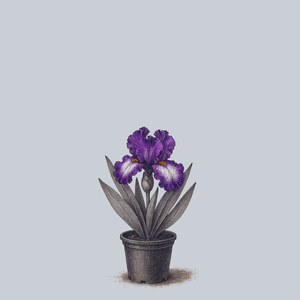 Prince of Burgundy Bearded Iris
