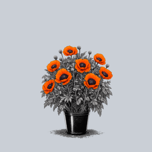 Prince of Orange Oriental Poppy