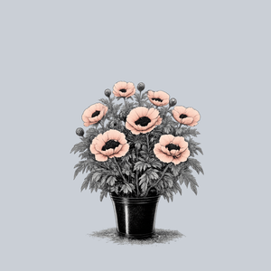 Princess Victoria Louise Oriental Poppy