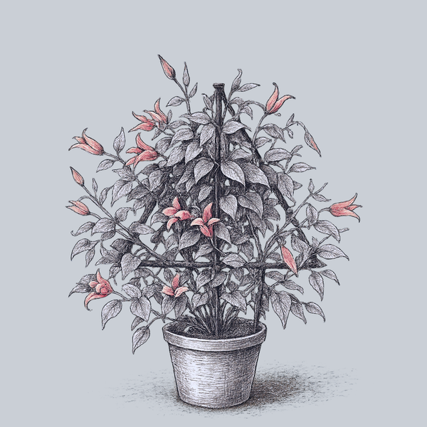 Princess Diana Clematis