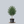 Load image into Gallery viewer, Princeton American Elm

