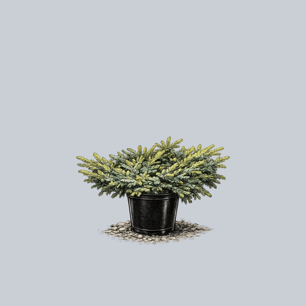 Prostrate Alcock Spruce