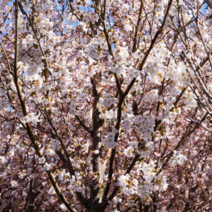 Akebono Yoshino Flowering Cherry - Cherry - Flowering Trees