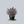 Load image into Gallery viewer, Pugster Pinker Butterfly Bush
