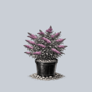 Pugster Pinker Butterfly Bush