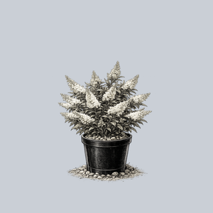 Pugster White Butterfly Bush