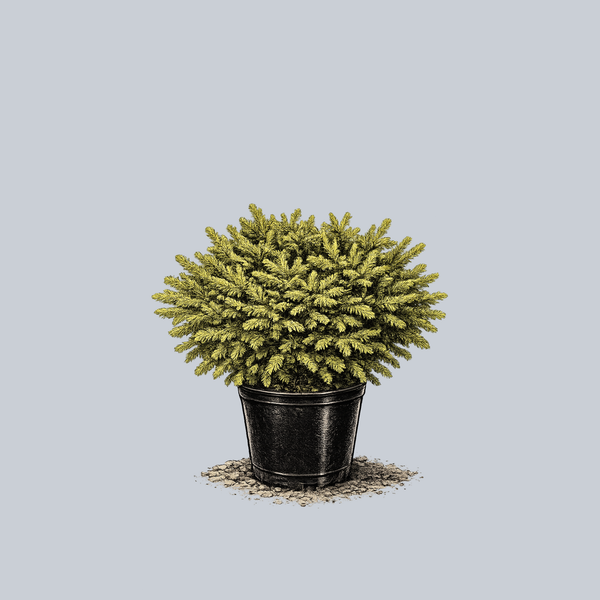 norway spruce house plant Pumila Norway Spruce – Plant Detectives