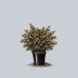 Pumpkin St. John's Wort