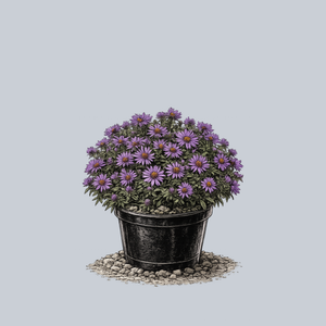 Purple Dome New England Aster