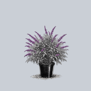 Purple Mexican Bush Sage