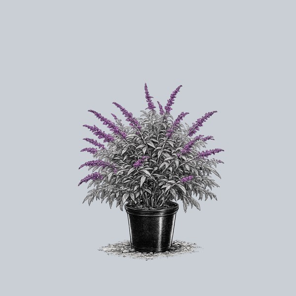 Purple Mexican Bush Sage