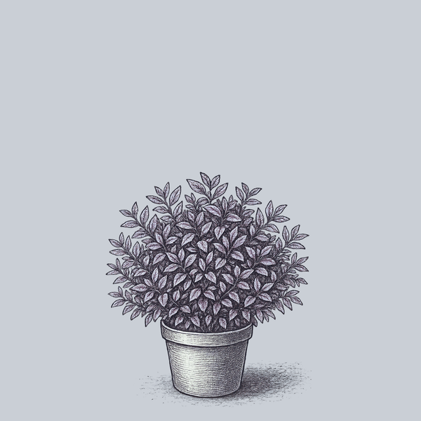 Purple Wintercreeper