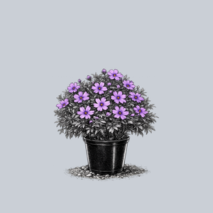 Purple Beauty Creeping Phlox