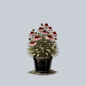 Purple Coneflower