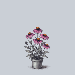 Purple Coneflower