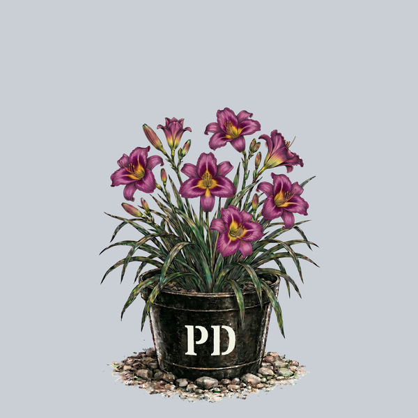Purple d'Oro Daylily