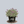Load image into Gallery viewer, Purple Dragon Spotted Deadnettle
