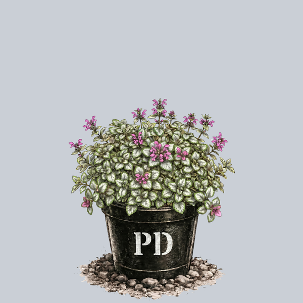 Purple Dragon Spotted Deadnettle