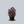 Load image into Gallery viewer, Purple Emperor Coneflower
