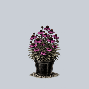 Purple Emperor Coneflower
