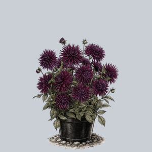 Purple Gem Dahlia