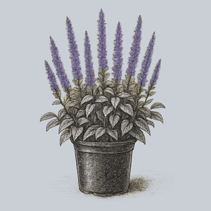 Purple Haze Hyssop
